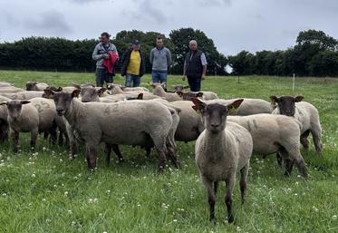 Depuis le 17 mai, une cinquantaine de béliers Roussin de la Hague grandissent dans les herbages de l'EARL des Rousses à Flottemanville-Hague. La vente aux enchères est programmée le 1er août à Jobourg.