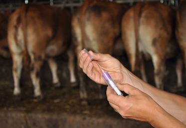 La FCO-3 circule activement au sein des élevages du Calvados. Le GDS appelle à la vaccination encore aujourd'hui. Le Bulvato-3 - vaccin contre la FCO-3 - est disponible. Il est possible d'en commander auprès de son vétérinaire.