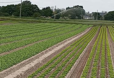 Les horaires d'irrigation des cultures sont revus à la baisse. Il est interdit d'arroser entre 11 heures et 18 heures.