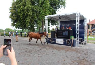 Le 13 août, au Haras du Bois Roussel, une vente privée de chevaux a eu lieu, orchestrée par Auctav.