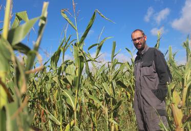 Les semis de maïs au printemps dernier chez Loïc Cousin (à St-Martin-des-Landes) ont été tardifs. Les parcelles ont été un peu moins impactées qu'en semis précoce. Néanmoins, à quelques jours des ensilages, le compte n'y est pas.
