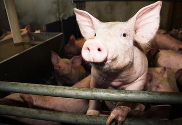 700 porcs ont été retrouvés morts à Saint-Aubin-de-Terregatte.