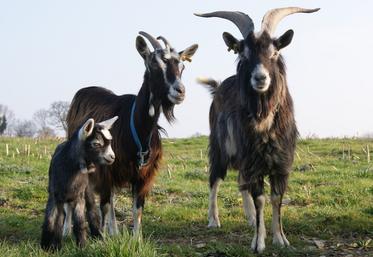 Un concours chèvres des Fossés est organisé au Salon Tous paysans. Une soixantaine d'animaux seront présentés.