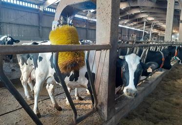 Le confort des animaux comme celui des éleveurs est important à prendre en considération.