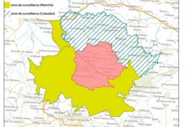 Lison étant en proximité de la Manche, 20 communes sont ainsi placées sous surveillance suite à la découverte d'un cas d'influenza aviaire.