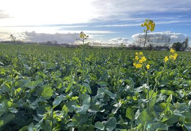 "Le marché des huiles est plutôt encombré", a précisé Élodie Turpin, au micro. 