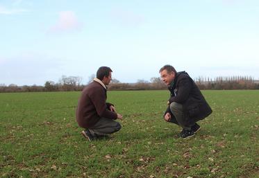Pascal Legrix et Olivier Hoste dans la parcelle de blé de 22 ha qui était en maïs auparavant. "C'est la première année que je ne fais pas de déclaration de dégâts de maïs", se satisfait l'agriculteur de Goustrainville (14)