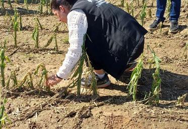 En juin 2025, un déplacement avait eu lieu sur les parcelles importées par l'orage de grêle dans le sud Manche (archive).