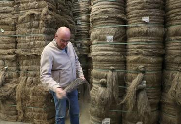 La semaine du 8 décembre 2025, la coopérative linière du nord de Caen a teillé "le plus beau chanvre" de son histoire. Un encouragement positif pour les récoltes à venir.