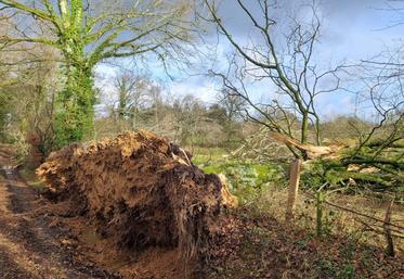 De nombreux arbres sont tombés.