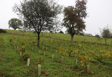 "Le public recherche désormais des expériences authentiques, immersives et souhaite comprendre les métiers agricoles", décrit Axelle Verniol, conseillère en stratégie commerciale et animatrice Bienvenue à la Ferme.