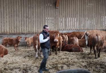 Benjamin Legigan est installé depuis 2015 à Brectouville. Il élève un troupeau de 27 vaches de race Limousine. Il souhaite construire un nouveau bâtiment pour lui permettre d'atteindre 100-110 vêlages par an.