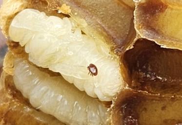 Une journée spéciale apiculture, organisée par le GDS Normandie, se tiendra le samedi 14 mars à Saint-Pierre-en-Auge. Une journée inédite sur le varroa (ici en image sur une nymphe d'abeille) à ne pas manquer.