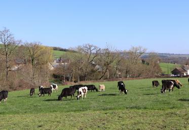 "Pour un éleveur, refaire les contrôles aujourd'hui, c'est synonyme de peur et de tremblements", note Jean-François Bar, éleveur laitier bio en Suisse Normande (illustration).