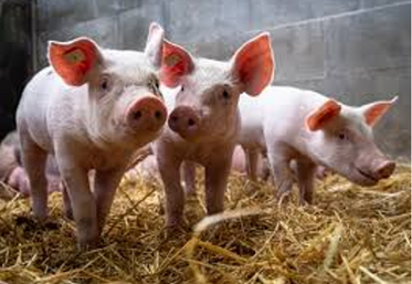 Pour les éleveurs de porcs, il manque 10 €/porc pour atteindre les coûts de production.