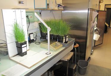 Les essais du projet Biostim-Almap ont été menés en laboratoire, en bioessai contrôlé, sur du ray grass anglais et en serres sur des cultures de poireau.