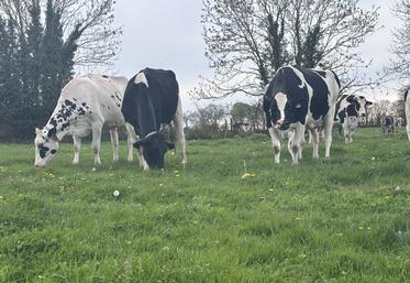 Aucun cas de tuberculose bovine détecté depuis 2023 dans la Manche.