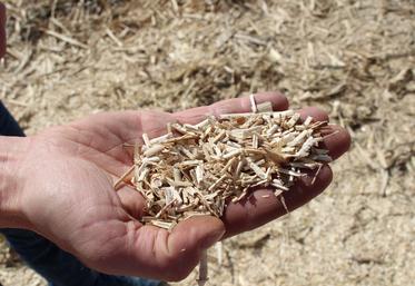"À la récolte, le miscanthus présente plus de 80 % de matière sèche."