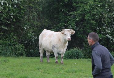 Le Syndicat Charolais du Calvados organise sa troisième édition des portes ouvertes.