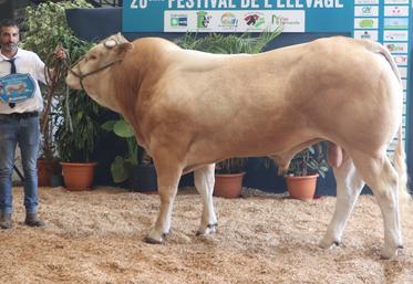 Victorius issu de l'élevage de Antoine Feillet de Tinchebray-Bocage, a décroché le prix du meilleur animal du concours à Vire la semaine dernière. Trois semaines plus tard, il tentera de se démarquer à Saint-Hilaire-du-Harcouët pour un interrégional...
