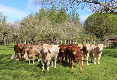 "Notre organisation de producteurs continue son engagement aux côtés des éleveurs afin de défendre leurs revenus, accompagner leurs projets et maintenir une dynamique collective au service de la filière", introduit Franck Lainé, président d'Elvea Normandie.