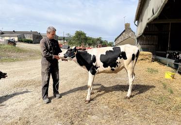 Olivier Sallot a sélectionné trois génisses Prim'Holstein pour participer au concours du festival de l'élevage de Vire le 13 juin prochain. 