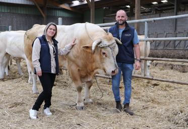 Anthony et Alicia Leroutier entendent participer au Festival de l'élevage à Vire avec neuf animaux. Une participation au concours départemental de Blondes d'Aquitaine qu'ils disent "solidaire", pour un événement cher à leur cœur.
