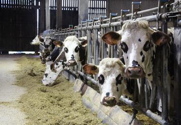 Jeudi 18 juin 2026, la Ferme des Races de Normandie a été inaugurée au Haras national du Pin, en partenariat avec la Fédération Races de Normandie, le Département de l'Orne et la Région Normandie.