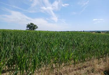 Maïs ensilage souffrant de la sécheresse secteur sud-Manche.