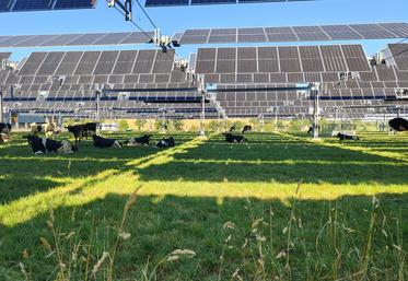 Chez Yoann Bizet, la canopée agricole a permis le retour au pâturage pour les vaches laitières. Lors du dôme de chaleur fin juin 2026, elles se sont accommodées du stress climatique.