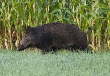 Ouverture de la chasse : 20 septembre dans l'Orne et le Calvados, 27 septembre dans la Manche et l'Eure.