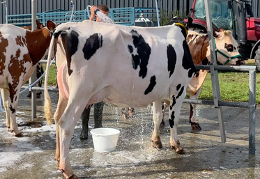 Le lavage des animaux en concours reste un point délicat. Les organisateurs s'adaptent.