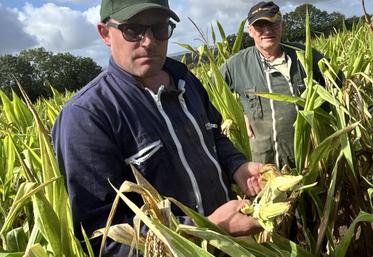 Dans 90 % des parcelles, le maïs n'est pas haut et les épis, quand il y en a, ne sont pas pleins", constate Sylvain Guillet, producteur à La Chapelle-du-Fest, au sud de Saint-Lô