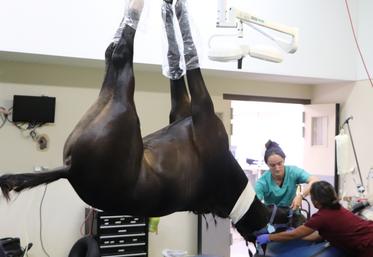 Un cheval sous anesthésie au bloc chirurgical. Au CHVE de Livet, les box post-opératoires sont capitonnés. "Le réveil est une période critique de la chirurgie, avec un taux de mortalité opératoire plus élevé que chez l'humain."