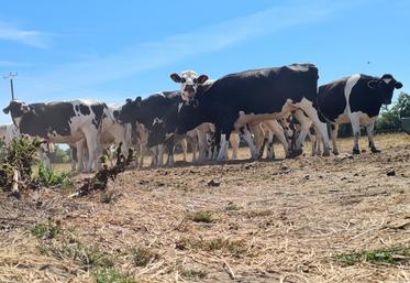 Dans les prairies desséchées et surpaturées, les animaux ont plus de risque d'ingérer des larves de parasites digestives. 
