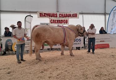 L'EARL Delcourt repart avec quatre grands titres emblématiques, dont le prix de championnat, avec le taureau Ulster (fils de Play Boy x Orphée) de 1 360 kg.