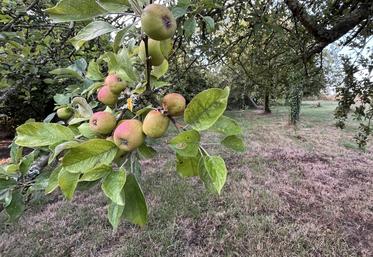Des incertitudes demeurent sur le niveau final de la récolte qui ne pourra être plus précisément évalué que dans quelques semaines : les pluies seront déterminantes pour les fruits encore dans les arbres
