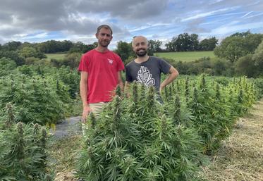 Clotaire et Marius s'activent : l'heure des premiers ramassages de la saison est lancée. Le chanvre CBD est semé en avril, à raison de 5 000 pieds/ha, pour une récolte de mi-septembre à fin octobre, selon les variétés.