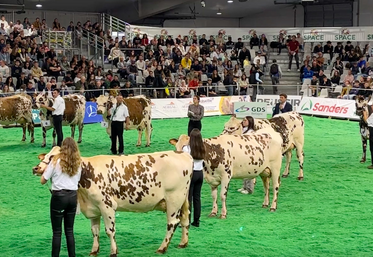 La race Normande sera de retour au Space après un an d'absence. Elle sera même en force puisqu'elle sera à l'honneur pour les 40 ans de ce salon professionnel.