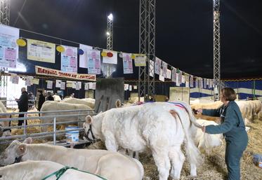 Le concours départemental Charolais a fait son grand retour à la foire de Caen depuis 2024.