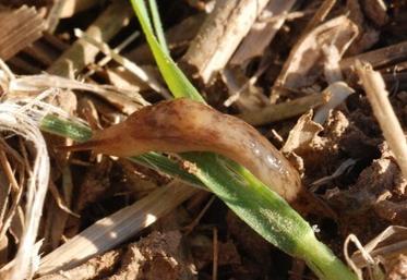Aucun dégât de limaces n'a été relevé dans les huit parcelles de blé et d'orge observées pour ce ravageur.