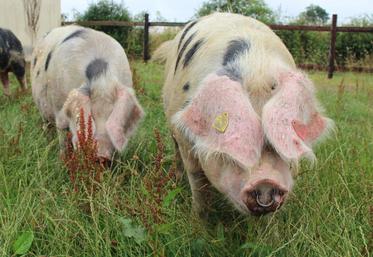 Le cochon de Bayeux et ses copains des autres races patrimoniales normandes sera au Fêno tout le week-end à Caen
