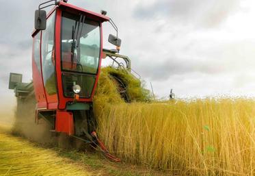 Les arrachages ont démarré tôt - début juin pour les premiers lins d'hiver, fin juin pour les lins de printemps - mais l'été très sec et chaud a retardé le rouissage.