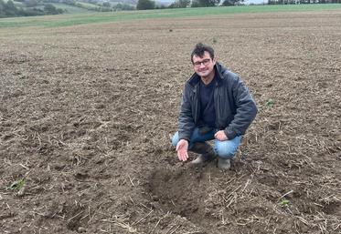 François Louvier estime déjà à 6 000 € les pertes engendrées par les dégâts de sangliers dans sa parcelle de 22 ha, semée fin août.