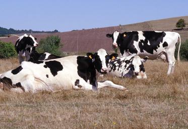 Une prairie jaunie par le manque d'eau : les représentants des éleveurs contestent régulièrement l'évaluation des pertes.