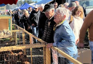 L'allée des volailles a été déplacée au coeur de la foire. Cette relocalisation a permis à différents exposants de venir proposer à la vente différents sujets (poules, cailles, canetons...). 