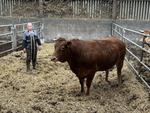 Martial Gillette, installé à Saint-Amand, ira au Festival de la viande avec cet animal qui devrait retrouver les étals de la boucherie Lebreuilly à Saint-Lô en fin d'année.