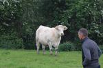 Le Syndicat Charolais du Calvados organise sa troisième édition des portes ouvertes.