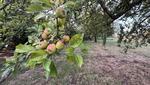 Après une année 2025 exceptionnelle pour la pomme à cidre, l'année de retour de production est pénalisée.