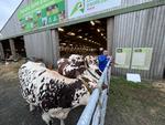 Les Normandes prennent le frais au peitt matin du premier jour de la foire de Lessay, vendredi 11 septembre 2026.